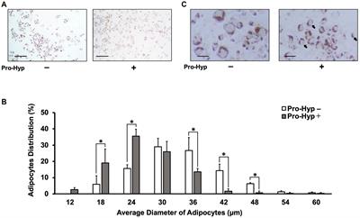 Collagen-derived dipeptide prolyl-hydroxyproline cooperates with Foxg1 to activate the PGC-1α promoter and induce brown adipocyte-like phenotype in rosiglitazone-treated C3H10T1/2 cells